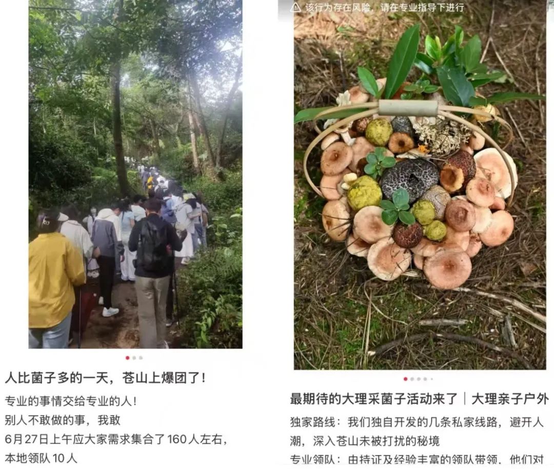 “滅絕式採菌子”的遊客，把大理山頭搬空後