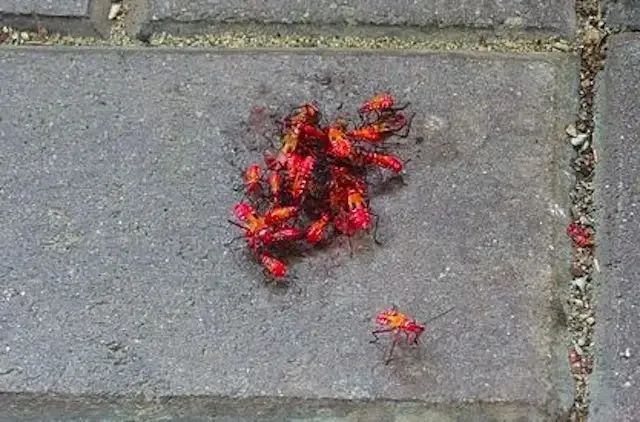 近期高發！香港大量家庭驚現不明物體！千萬別招惹！