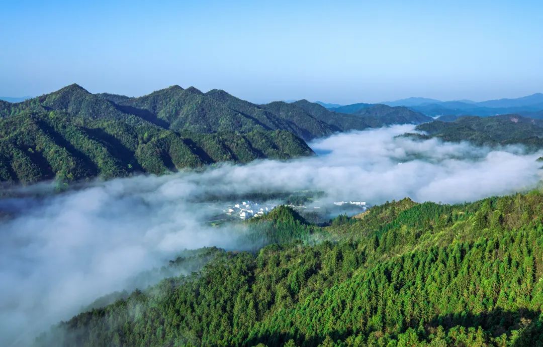 眾籌丨明前頭採黃山毛峰，手工匠心炒制，鮮爽甘醇，香氣如蘭