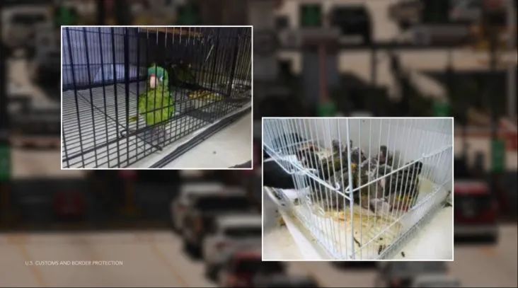 美國海關在南加邊境查獲多起活禽走私