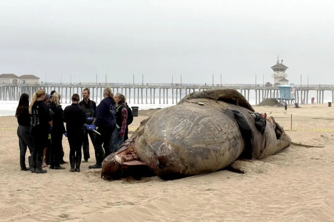 文圖拉縣發現大量海藻中毒死亡海洋哺乳動物