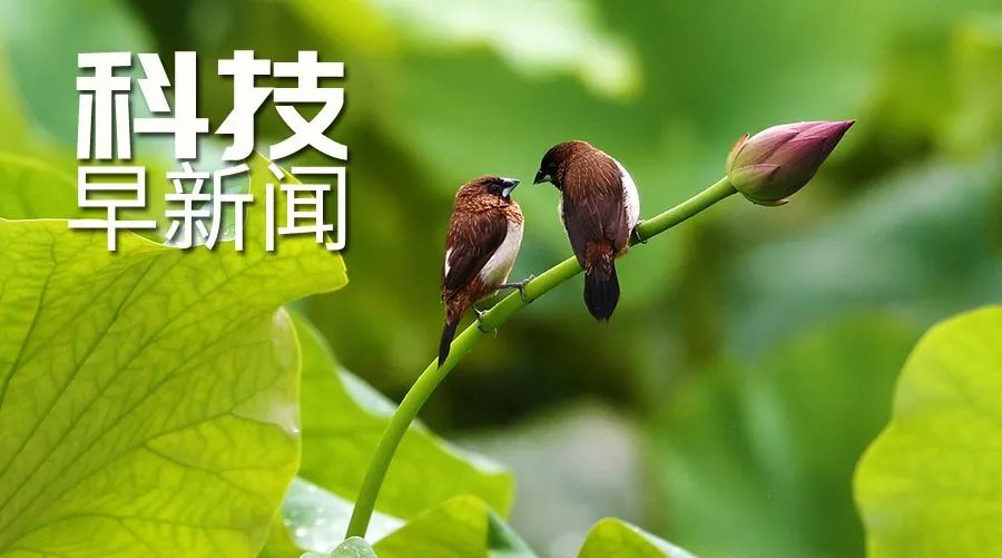 南海發現新物種擬幽靈蛸；世界“幹極”現冬季開花奇景丨科技早新聞