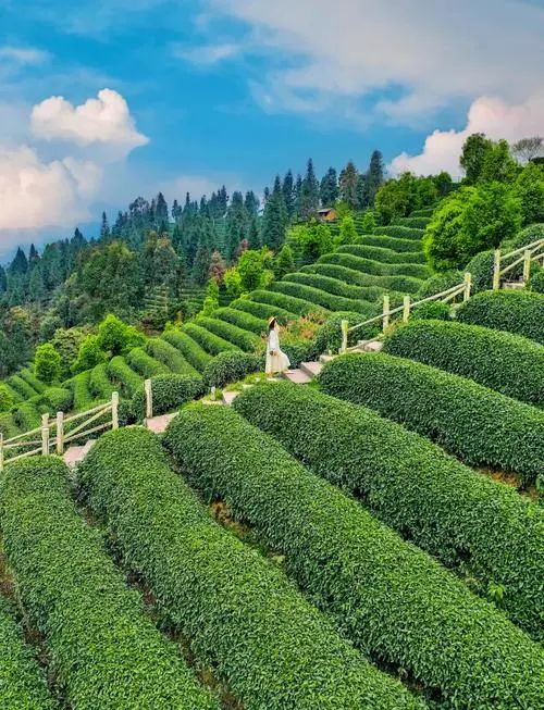 人生不必二選一｜蒙頂山雙茶：碧螺春的鮮靈與茉莉仙韻，治癒成年人的「既要又要」