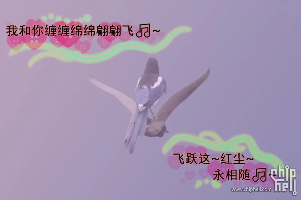 [照片]可望不可即的自由之羽～繽紛飛鳥的生態記錄