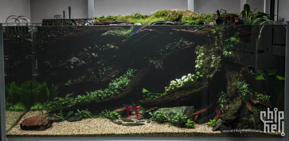 [敗家]森林系120造景辣椒榕缸