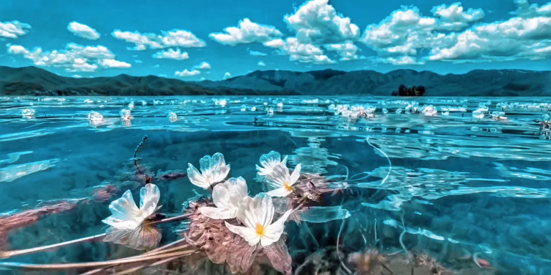 中國最“水性楊花”的地方，美成仙境，還超級好吃，每年都有100萬人搶著去！