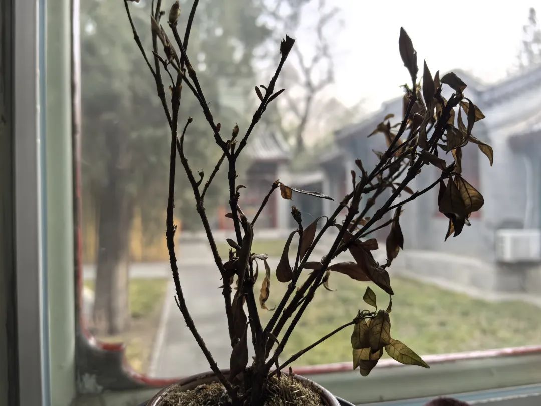 一棵死樹