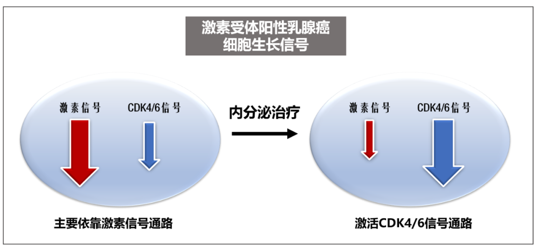晚期乳腺癌患者耐藥怎麼辦？新機會來了！