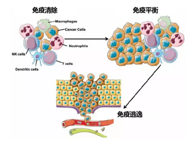 菠蘿：長壽的人，只是成功和癌細胞共存了很久很久