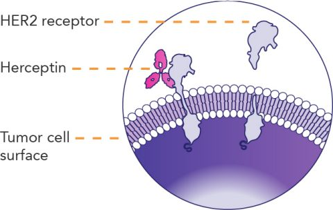 雙特異性抗體新藥百花齊放，治療腫瘤1+1能不能大於2？