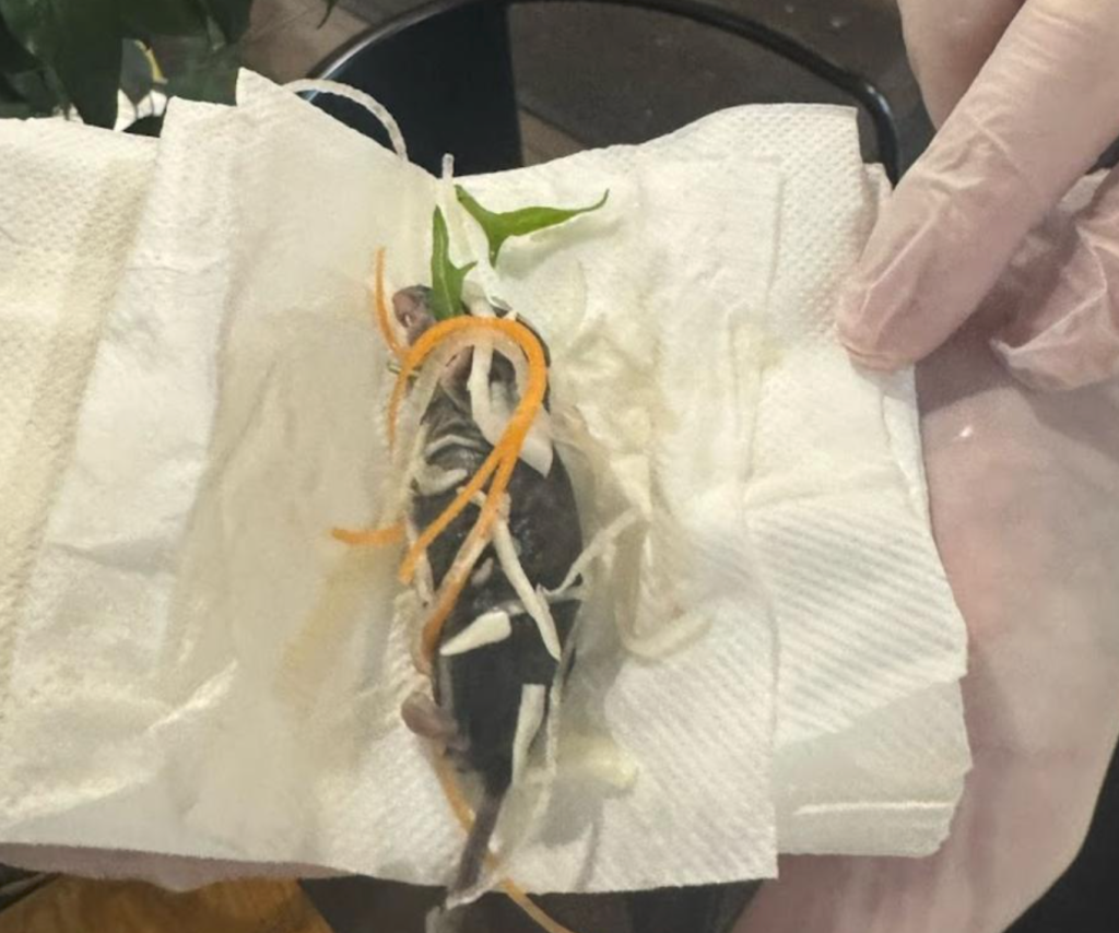 吃到一半發現死老鼠，澳洲孕婦怒斥日料店：一星差評