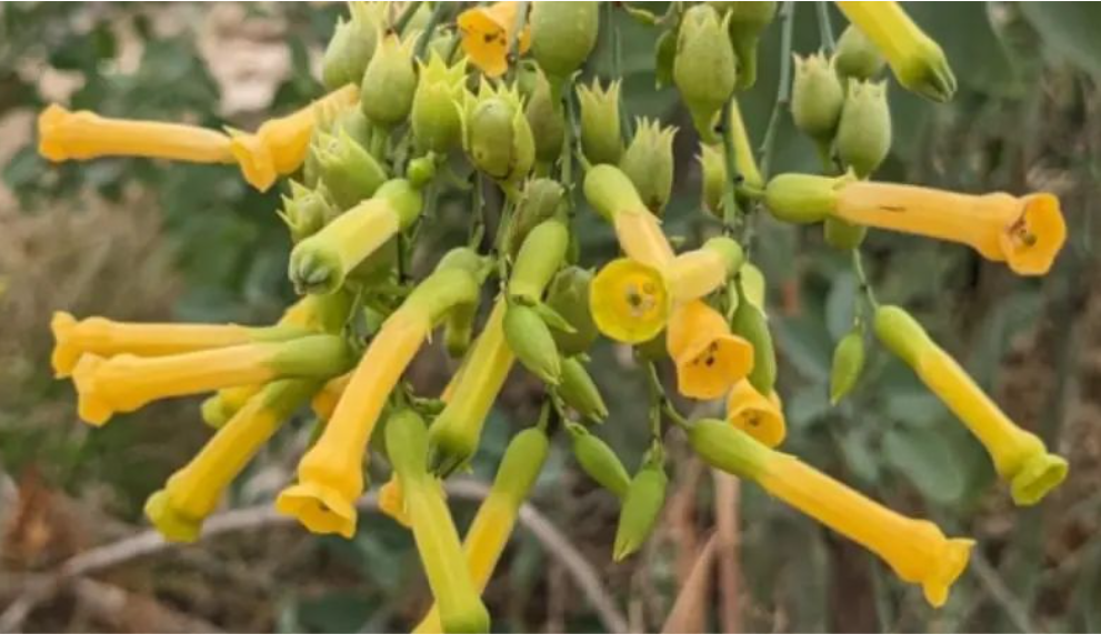 痛心！3華男“中國商城”旁挖野菜，全部中劇毒入院！一人不幸身亡！在澳華人千萬別做這事…