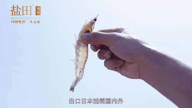 這個蝦真貴，但是真好吃！