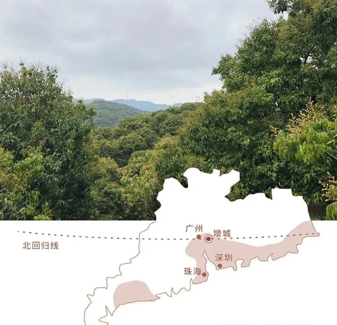 當它紅了，廣州增城就開始堵車