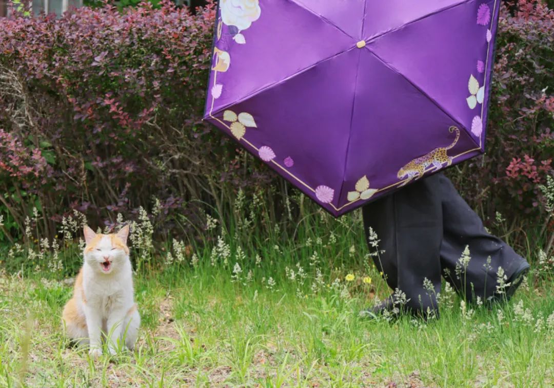 ChinaDaily巴掌大的晴雨傘，扛起今夏防曬大旗！